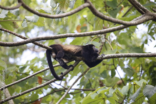 Monkey on top of a tree branch.