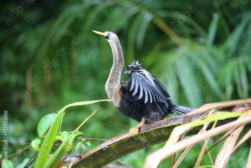 The bird drying its feathers.
