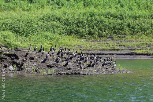 The group of sea crows sunbating.