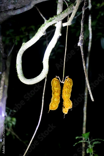 Tropical fruit hanging from its tree