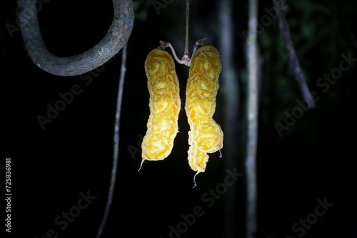 Tropical fruit hanging from its tree