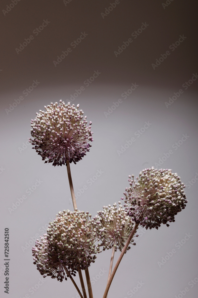 flower Allium ampeloprasum or wild leek studio shot flower Allium ampeloprasum or wild leek studio shot