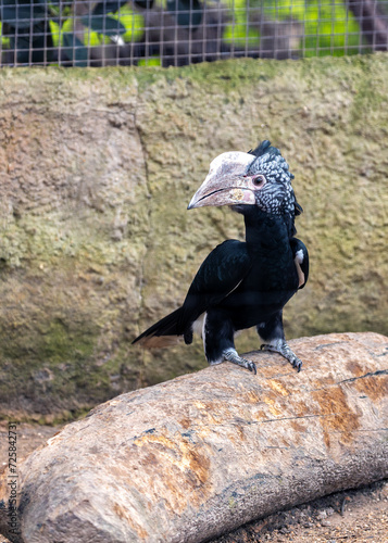 Silvery-cheeked Hornbill (Bycanistes brevis) in East Africa photo