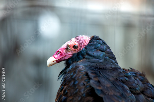 Turkey Vulture (Cathartes aura) in North and South America