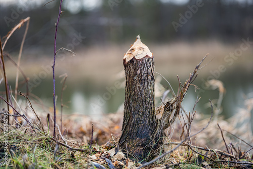 Ślad bobrowej pracy przy pniu drzewa przy rzece