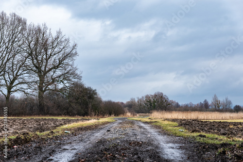 Mokra droga polna i drzewa w zimowej scenerii