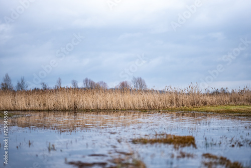 Trzciny przy zalanym polu w wiejskiej okolicy