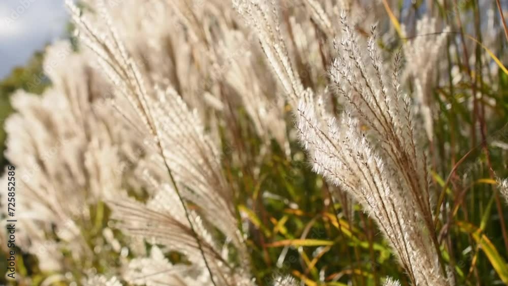 Silhouette of swaying fluffy spikelets in a field. Wild grass sways in the wind in the sun's rays. Summer park lawn in the sun. Silhouette of swaying fluffy spikelets in a field. Wild grass sways in the wind in the sun's rays. Summer park lawn in the sun.