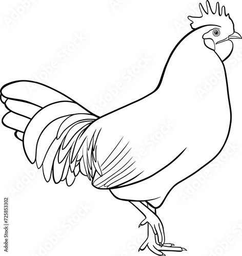 Rooster outline vector illustration