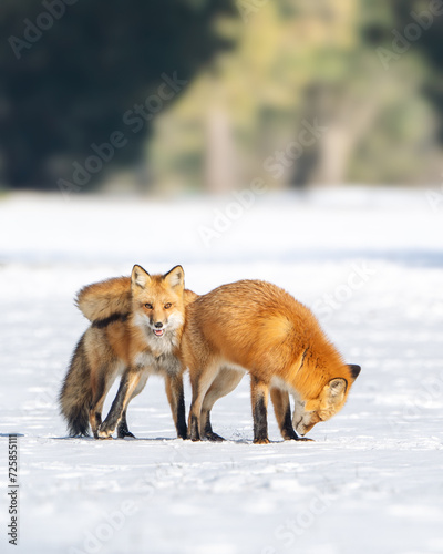 Fotografie Two Red fox playing