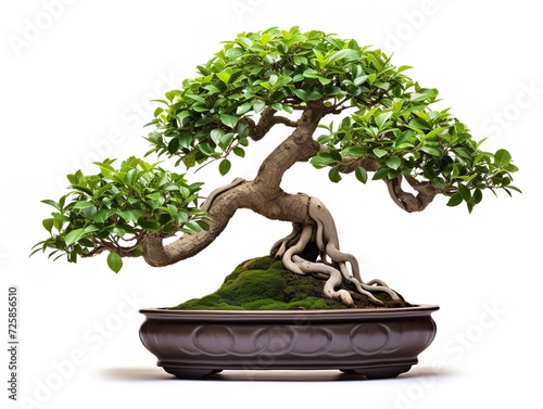 Potted Bonsai Tree Miniature Garden Isolated on White Background AI Generated