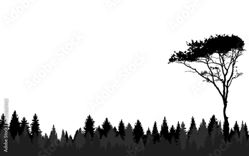 landscape pine forest background jungle tree woods sky black & white horizontal panoramic view beautiful scenary wallpaper web background