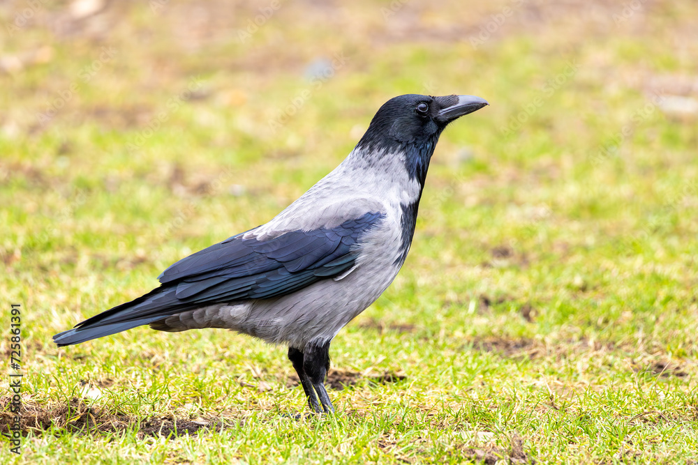 Close-up of a very beautiful crow on a green meadow. The crow looks into the camera Close-up of a very beautiful crow on a green meadow. The crow looks into the camera