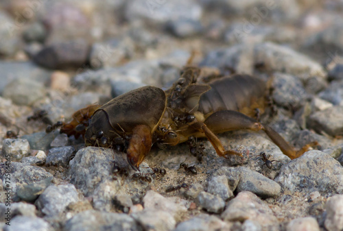 European mole cricket on the ground