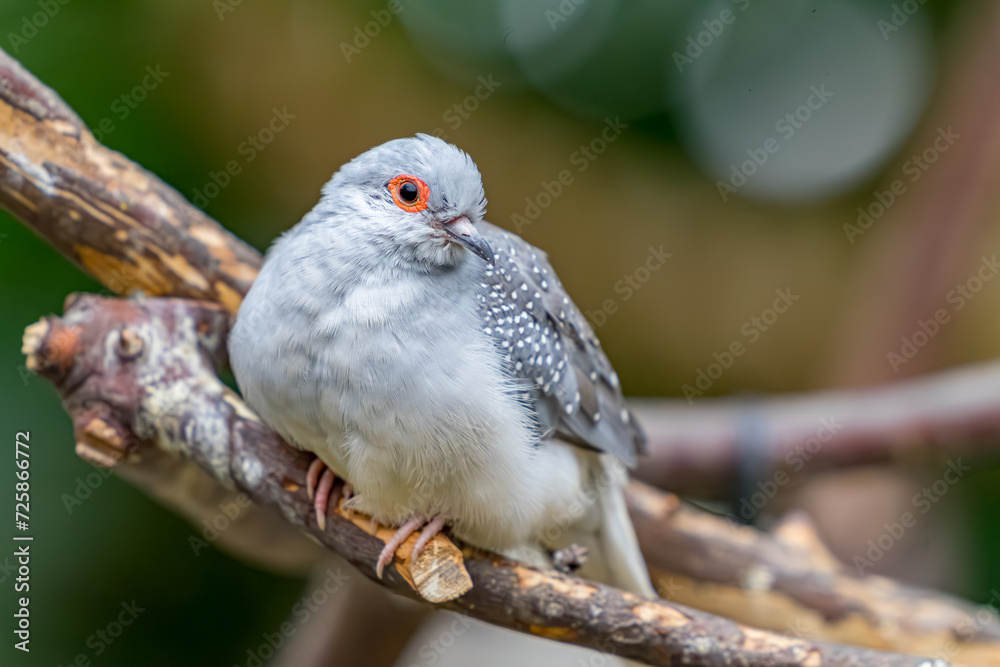 Obraz premium Cute diamond where, cute bird close up