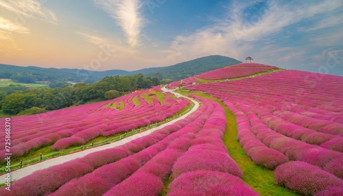 beautiful pink Hairawn muhly landscape, Republic of Korea photo