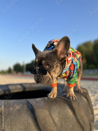 Fototapeta Naklejka Na Ścianę i Meble -  Dog in sunglasses and bright jacket on a walk French bulldog on a blurred background of spring nature and blue sky. Funny pets on a walk.