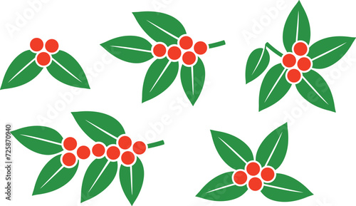 Coffee plant. Isolated coffe plant on white background