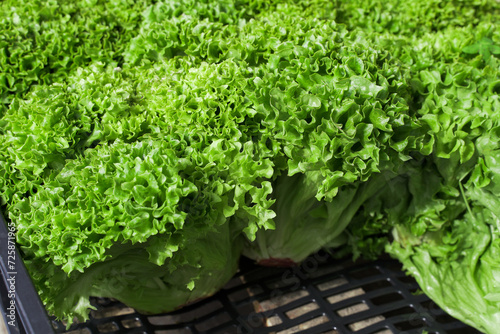 lettuce bushes in a box at the local market. a harvest of curly lettuce. selective focus.