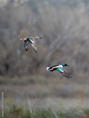 Northern Shoveler duck pair in flight showing the color differences in male and female