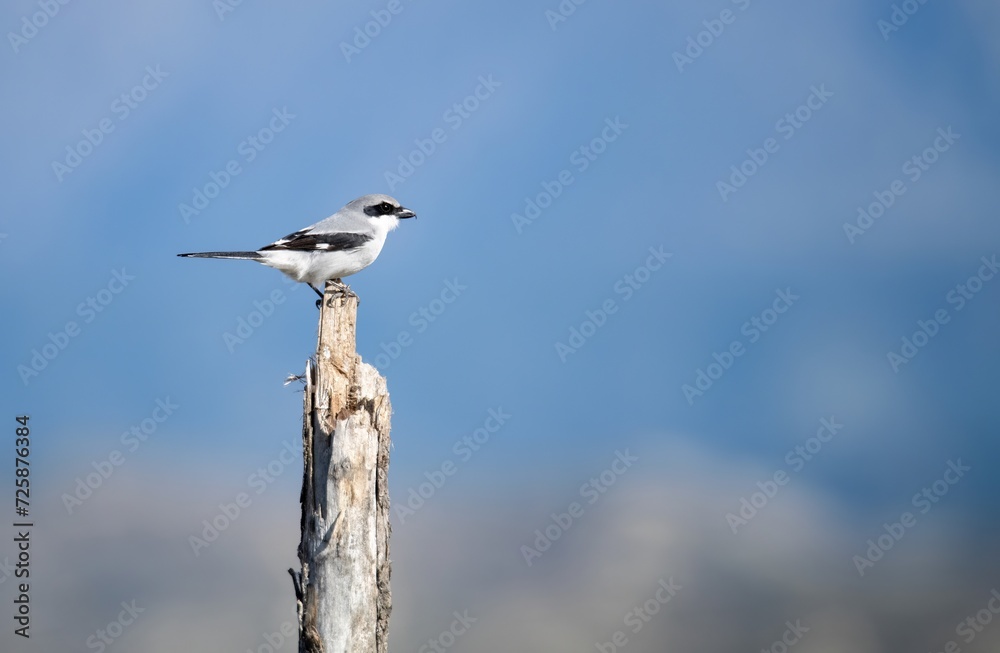 Loggerhead shrike perched on a bright clear day looking for prey in San Jacinto wildlife area Loggerhead shrike perched on a bright clear day looking for prey in San Jacinto wildlife area
