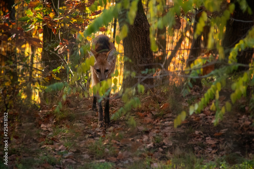 An autumnal photo of maned wolf behind a fence. Also known as Chrysocyon brachyurus.