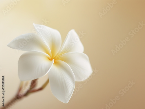 White frangipani plumeria flower against beige background