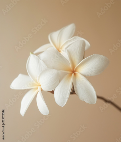 White frangipani plumeria flower against beige background