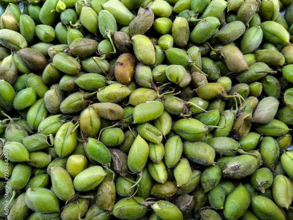 Top view of Fresh Green Chickpeas in the Local Market. Healthy and green food. Fresh green chickpeas. Pods of green organic chickpeas on the Cart. Holay in Hindi Language. Top view of Fresh Green Chickpeas in the Local Market. Healthy and green food. Fresh green chickpeas. Pods of green organic chickpeas on the Cart. Holay in Hindi Language.