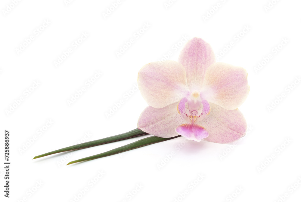 Flower of a beautiful orchid. Flower of a beautiful orchid.