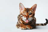 Funny bengal cat winking and sticking out tongue on solid white background. ai generative