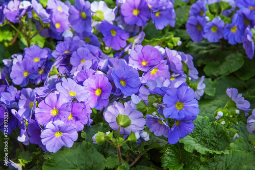 Primula obconica  Poison primrose. Flowering ornamental houseplant