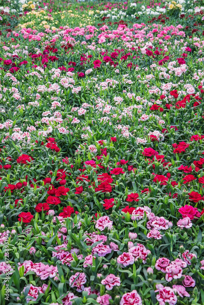 Carnations, Dianthus caryophyllus, a herbaceous perennial plant. Vertical photo