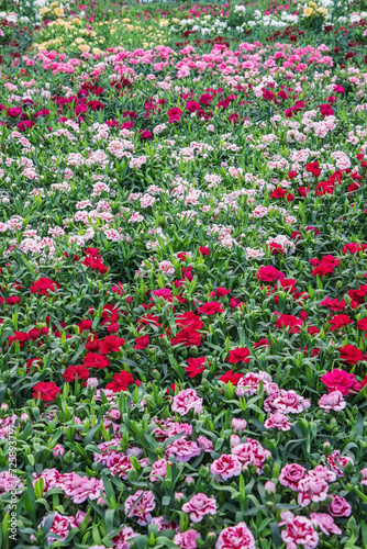 Carnations  Dianthus caryophyllus  a herbaceous perennial plant. Vertical photo