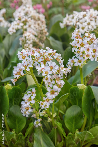 Bergenia 'Bressingham White', an evergreen ornament for the garden with white umbels of flowers