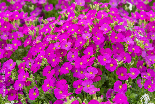 Aubrieta Florado Rose Red, a perennial with pink, wheel-shaped flowers and dark green leaves. Flowers background