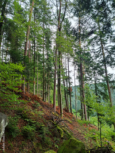 Vertical photo of the forest near Bad Teinach Zavelstein Germany photo