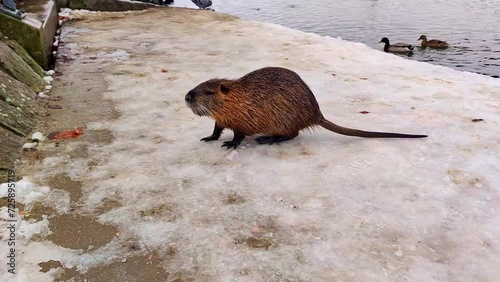 Close-up of a river nutria on the river bank, ducks and pigeons in the background