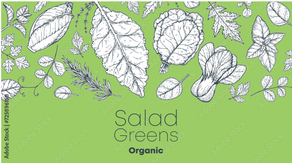 Salad greens sketch set. Hand drawn vector illustration. Cooking salad. Vegan food. - obrazy, fototapety, plakaty 