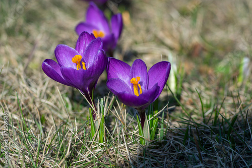 Field of flowering crocus vernus plants, group of bright colorful early spring flowers in bloom