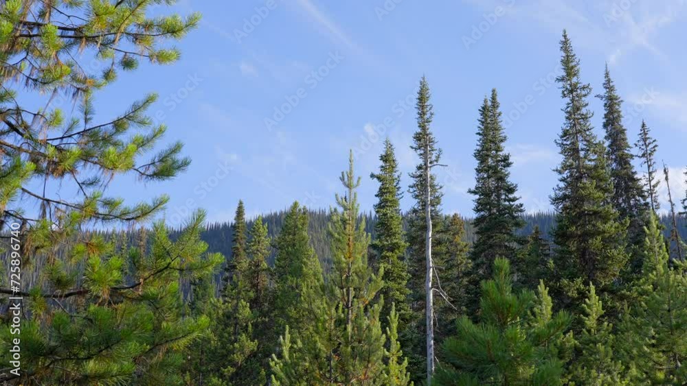 Establishing shot of trail in forest in slow motion at in Vancouver, Canada, North America. Day time on Jun 2023. Still camera. ProRes 422 HQ. Establishing shot of trail in forest in slow motion at in Vancouver, Canada, North America. Day time on Jun 2023. Still camera. ProRes 422 HQ.