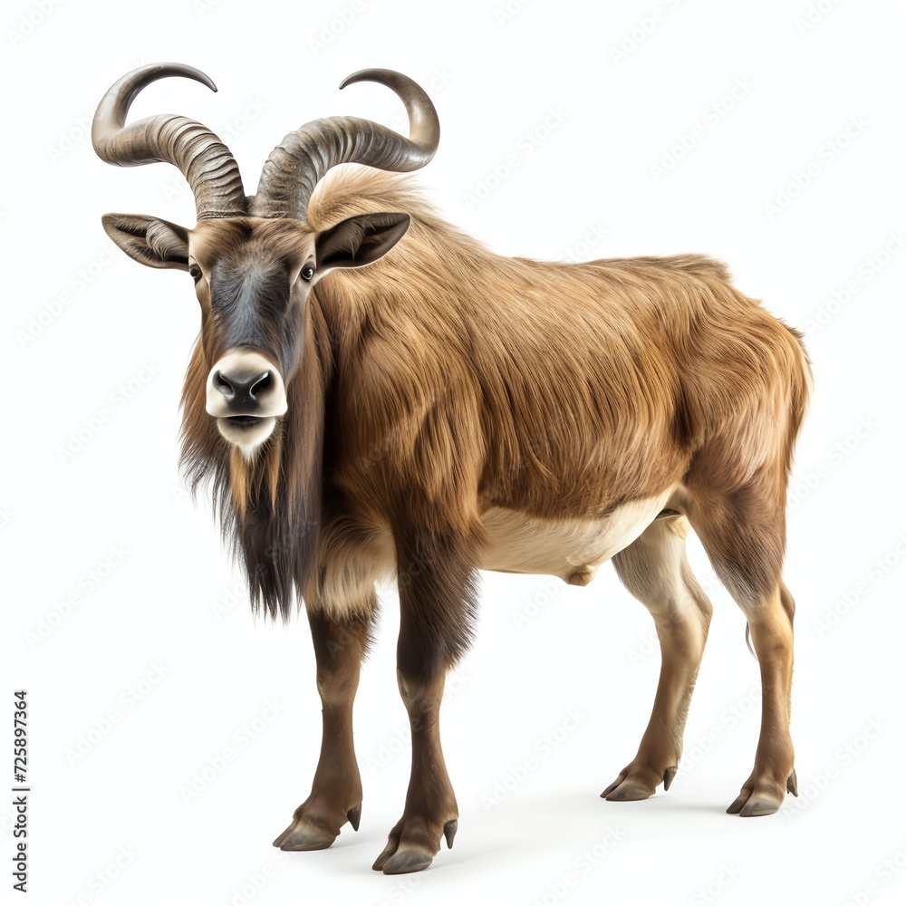 a anoa, studio light , isolated on white background a anoa, studio light , isolated on white background