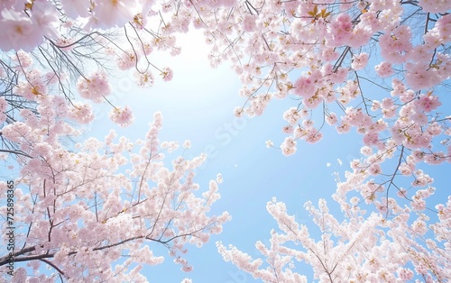 Cherry blossoms in full bloom with blue sky and white clouds spring concept