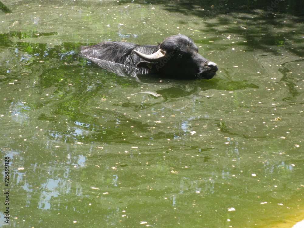 Büffel im Wasser Büffel im Wasser