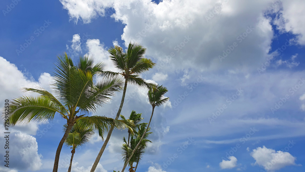 Tropical coconut palm trees with clear blue sky as copy space background.