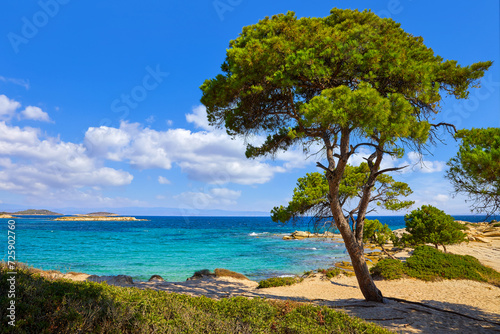 Karidi Beach, peninsula Sithonia, Chalkidiki, Greece. Lonely green pine tree and bushes, beach coastline of Aegean sea blue water. Summer sunny day sky clouds. Popular touristic vacation destination. © Yasonya