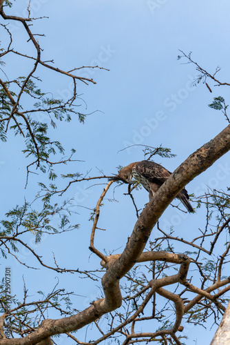 Legge's hawk-eagle (Nisaetus kelaarti) at Udawalawe National Park, Sabaragamuwa and Uva Provinces, Sri Lanka