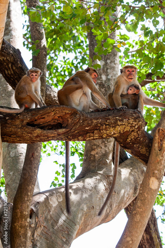 The toque macaques (Macaca sinica) in 
 Udawalawe National Park, Sabaragamuwa and Uva Provinces, Sri Lanka photo