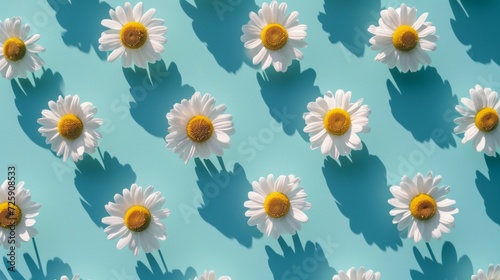 Group of White Daisies on Blue Background