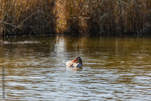 A duck hen swims calmly in a romantic pond in Germany in spring © reisezielinfo